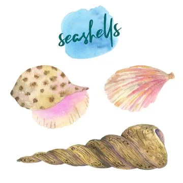 Set of watercolor seashells. Seashells, shells, corals, stones. Stock Illustration