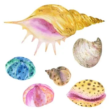 Set of watercolor seashells. Seashells, shells, corals, stones. Stock Illustration