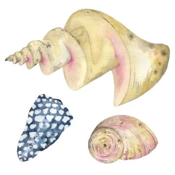 Set of watercolor seashells. Seashells, shells, corals, stones. Stock Illustration