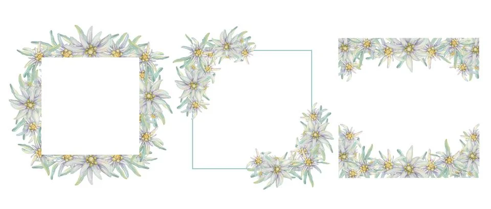 Set of wedding frames with edelweiss イラスト素材