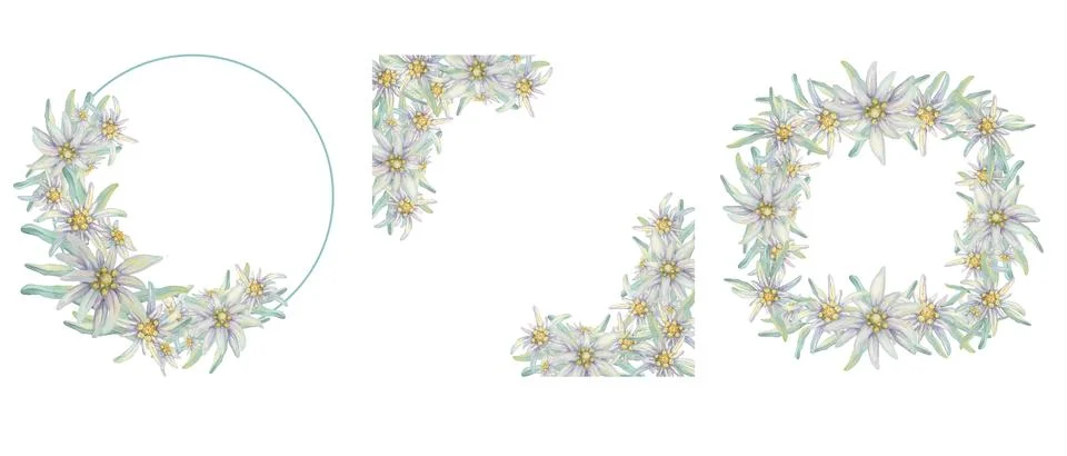 Set of wedding frames with edelweiss Illustrazione stock