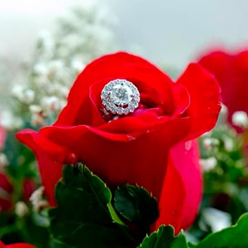 Set of wedding rings in red rose taken closeup. Stock Photos