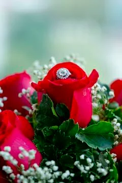 Set of wedding rings in red rose taken closeup. Stock Photos
