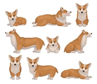Set of Welsh corgi dog in different poses. Puppy with short legs and red coat Ilustración de archivo