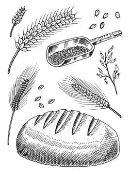 Set of wheat, rye spikelets and corn seeds for making bread and flour. Natural Stock Illustration