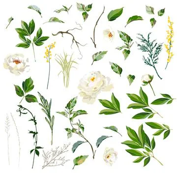 Set of white peonies elements. Illustrazione stock