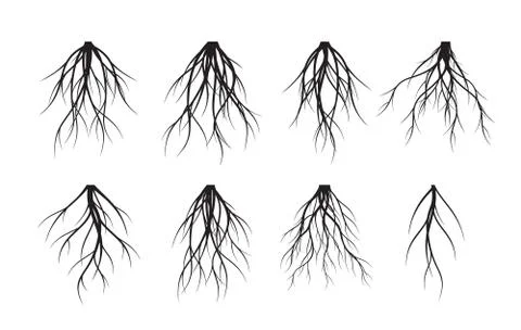 Set of white Tree Roots. Vector outline Illustration and nature image. Illustrazione stock
