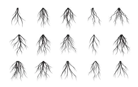 Set of white Tree Roots. Vector outline Illustration and nature image. Illustrazione stock