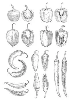 Set whole and half different pepper. Vector vintage hatching color illustrati 스톡 일러스트