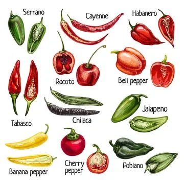 Set whole and half different pepper. Vector vintage hatching color illustrati Stock Illustration