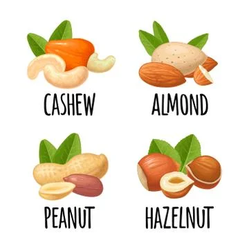 Set whole and half hazelnut, peanut, almond. Vector realistic icon. イラスト素材
