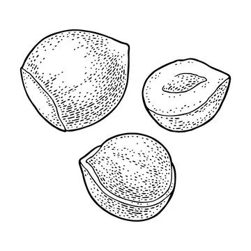 Set whole and half hazelnut. Vector color engraving vintage illustration. Stock Illustration