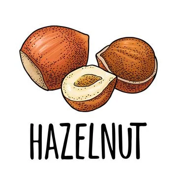 Set whole and half hazelnut with green leaves. Vector realistic icon. Stock Illustration