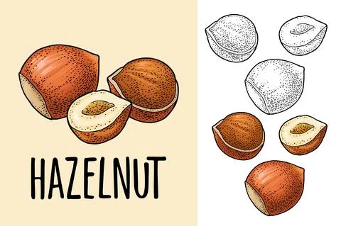 Set whole and half hazelnut with green leaves. Vector realistic icon. Stock Illustration