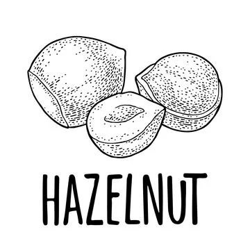 Set whole and half nut seed. Vector black engraving vintage illustration. I Stock Illustration