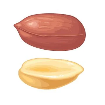Set whole and half peanut seed. Vector color realistic icon Stock Illustration