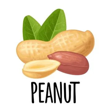 Set whole and half peanut with green leaves. Vector realistic icon. Stock Illustration