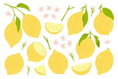 Set of whole, cut in half, sliced on pieces fresh lemons . Citrus fruit Stock Illustration