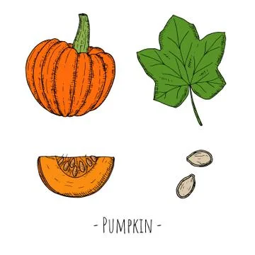 Set of whole pumpkin, pumpkin leaf, seeds and pumpkin slice. Stock Illustration
