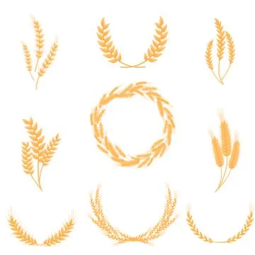 Set of whole wheat ears. Vector illustration on white background. イラスト素材