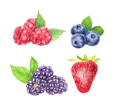 Set of wild berries isolated on white background. Blueberry, blackberry Stock Illustration