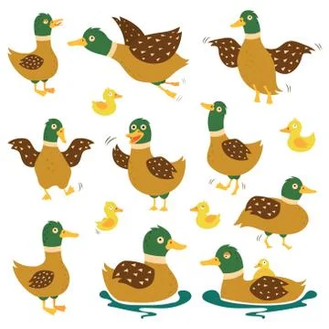 A set of wild ducks in different poses. Duck hunt.Vector illustrations on whi Ilustración de archivo