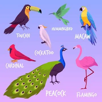 Set of wild exotic bird flat vector illustrations isolated on background. Illustrazione stock