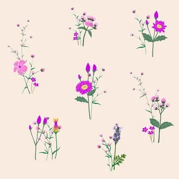 Set of wild flowers on puple tone Stock Illustration