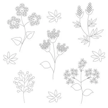A set of wild flowers on a white background in vector graphics. Medicinal plant Stock Illustration
