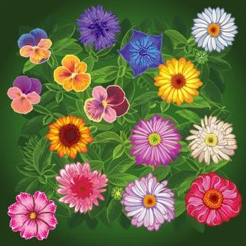 Set wildflowers. Top view. Stock-Illustration