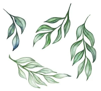 Set of willow branches isolated on white background. Green twigs. Watercolor Stock Illustration