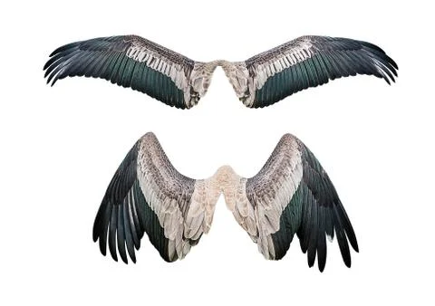 Set of wing Stock Photos