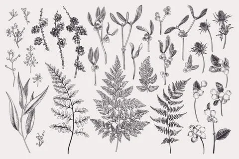 Set with winter plants. Illustrazione stock