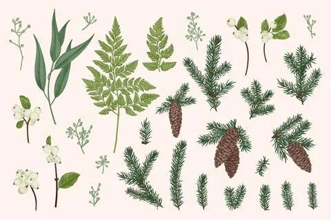 Set with winter plants. Stock Illustration