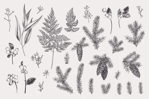 Set with winter plants. 스톡 일러스트