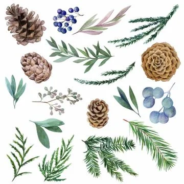 Set of winter watercolor botanical elements, fir and cones Stock Illustration