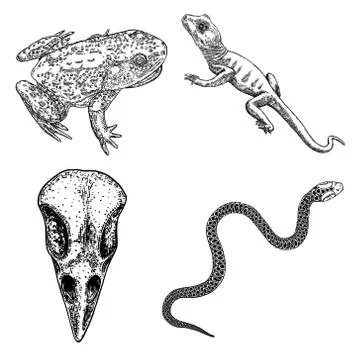 Set of witchcraft magic, occult attributes decorative elements. Reptile, bird Stock Illustration