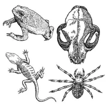 Set of witchcraft magic, occult attributes decorative elements. Cat head skul Stock Illustration