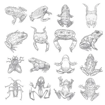 Set of witchcraft magic, occult attributes decorative elements. Frog, toad, a Stock Illustration