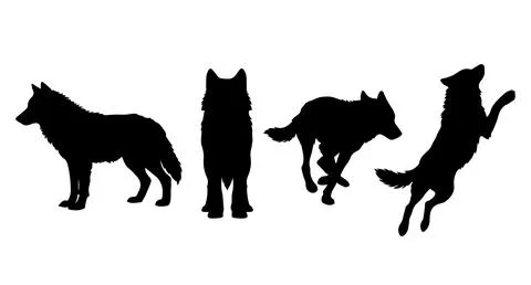 Set of wolf silhouettes showing different postures and angles with silhouette Stock Illustration