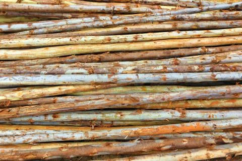 Set of wood pine timber for construction building Fotos de archivo