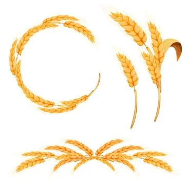 Set Wreath from spikelet, frame, border golden color wheat circle in cartoon Illustrazione stock