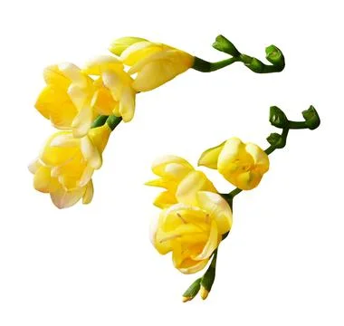 Set of yellow freesia flowers Stock Photos