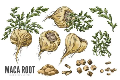 Set of yellow maca root from different sides, with leaves, powder, pieces Stock Illustration