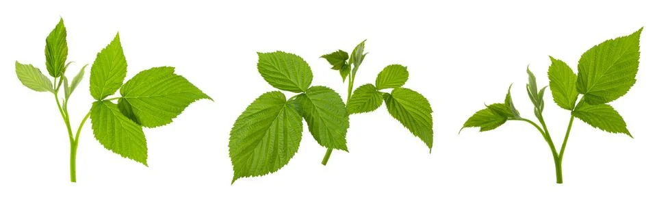 Set : young raspberry sprouts with branches and green leaves isolated on wh.. Stock Photos