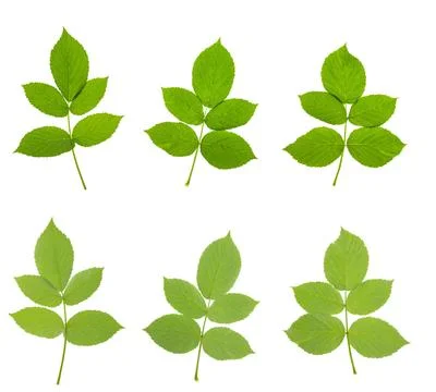 Set : young raspberry sprouts with branches and green leaves isolated on wh.. Photos