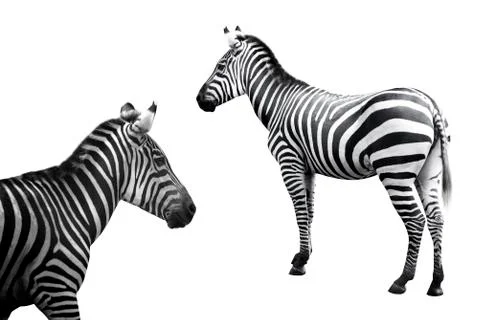 Set of zebra image Stock Photos