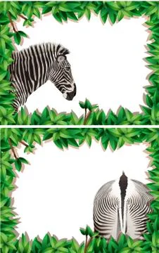 A set of zebra on nature frame イラスト素材