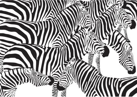 Set of zebra on a white background Stock Illustration