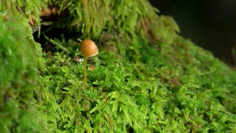 Seta sobre musgo Stock Footage 150897330